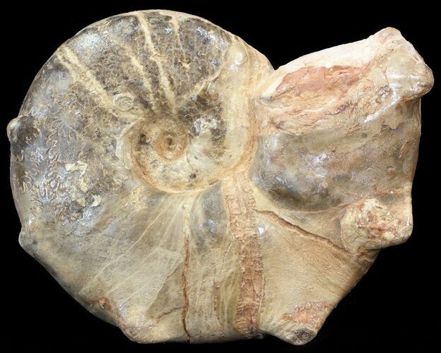 Mammites Ammonite - Goulmima, Morocco #44652